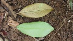 Manilkara bidentata