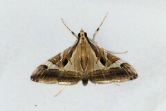 Agrioglypta itysalis