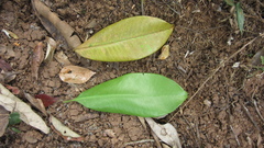 Manilkara bidentata