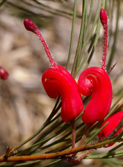 Grevillea erectiloba