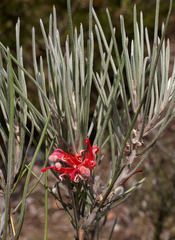 Grevillea pityophylla
