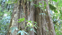 Minquartia guianensis