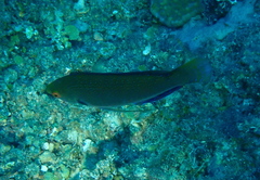 Cirrhilabrus punctatus