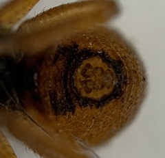 Crustulina sticta