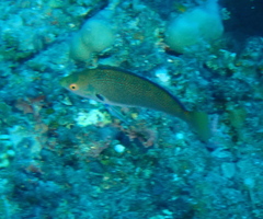 Cirrhilabrus punctatus