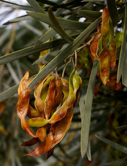 Acacia maranoensis