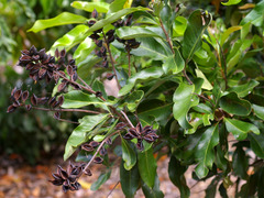 Buckinghamia celsissima