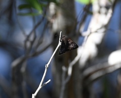 Ephyriades brunnea