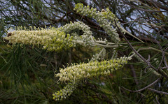 Grevillea albiflora
