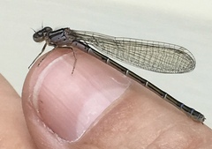 Coenagrion