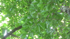 Minquartia guianensis