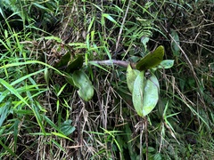 Epidendrum angustilobum