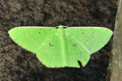 Ornithospila avicularia