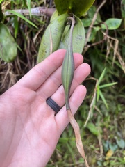 Epidendrum angustilobum