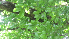 Minquartia guianensis