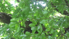 Minquartia guianensis