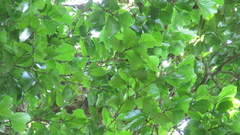 Minquartia guianensis