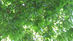 Minquartia guianensis