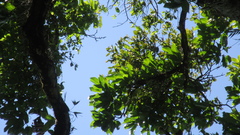 Minquartia guianensis