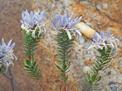 Lachnaea filamentosa