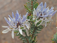 Lachnaea filamentosa