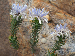 Lachnaea filamentosa