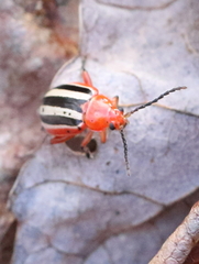 Disonycha discoidea