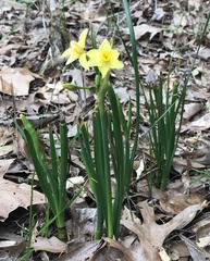 Narcissus jonquilla