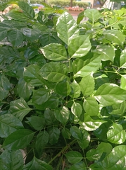 Heteropanax fragrans