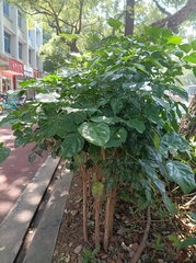 Heteropanax fragrans