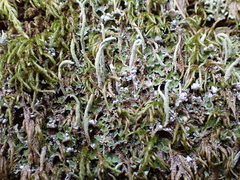 Cladonia coniocraea