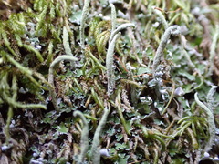 Cladonia coniocraea