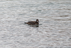 Histrionicus histrionicus