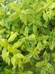 Duranta erecta