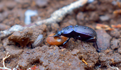 Sphaeroderus stenostomus