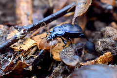 Sphaeroderus stenostomus