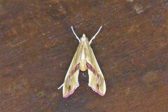 Agathodes ostentalis