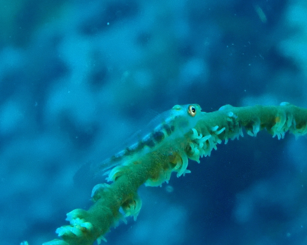 Sea-whip Goby