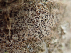 Arthonia radiata