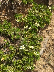 Stackhousia pulvinaris