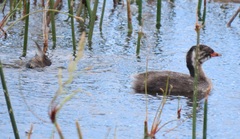 Tachybaptus ruficollis capensis