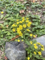 Ixeridium laevigatum