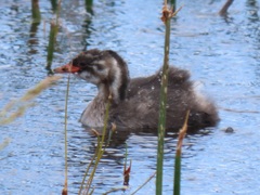 Tachybaptus ruficollis capensis