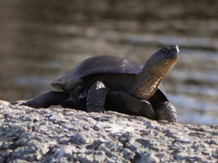 Actinemys marmorata marmorata