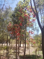 Brachychiton
