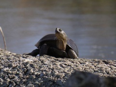 Actinemys marmorata marmorata