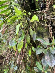 Pleurothallis ruscifolia