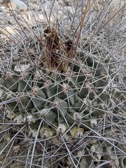 Thelocactus rinconensis