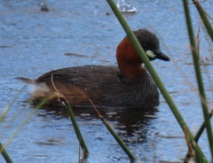Tachybaptus ruficollis capensis