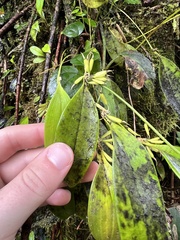 Pleurothallis ruscifolia